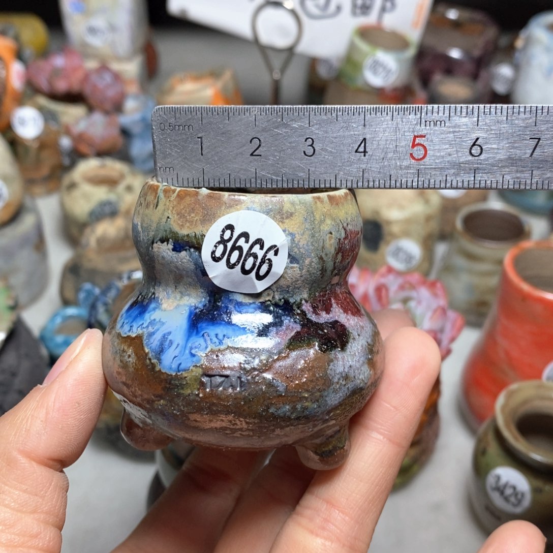 花盆拍5送一个小礼物