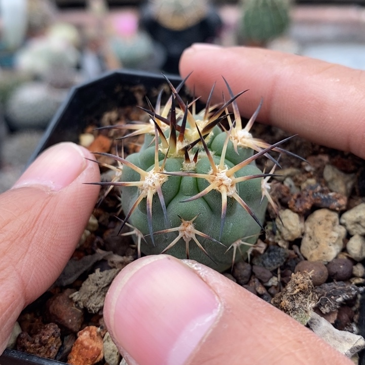 【闪购商品】906阿寒玉