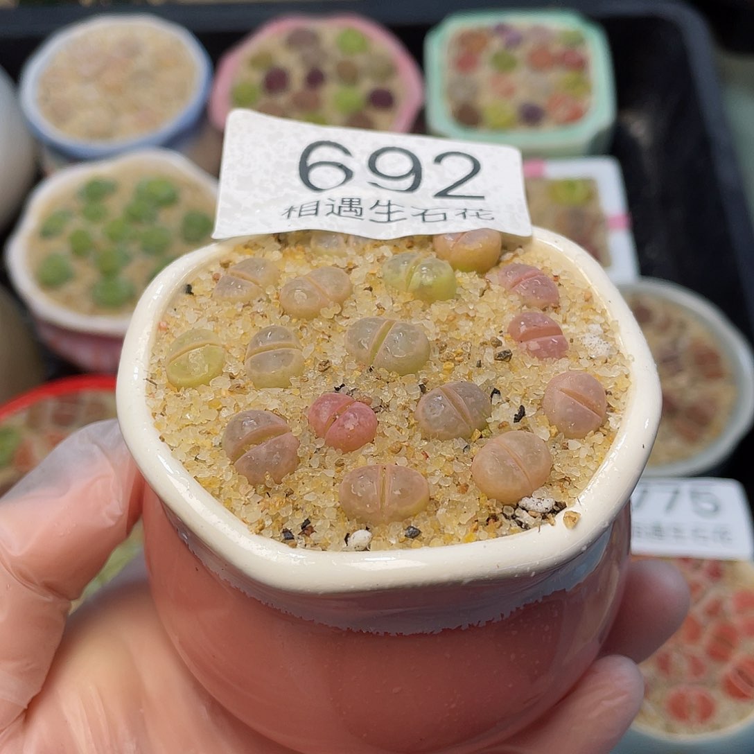 相遇生石花专拍692