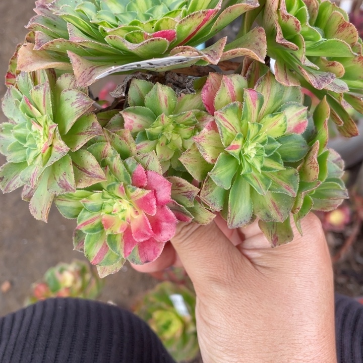 姗***姗744知否无根多肉123456789