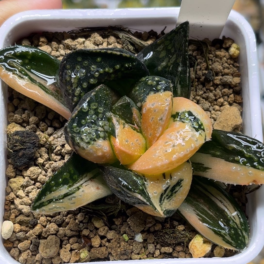 122巨大丸叶紫禁城锦福利专场