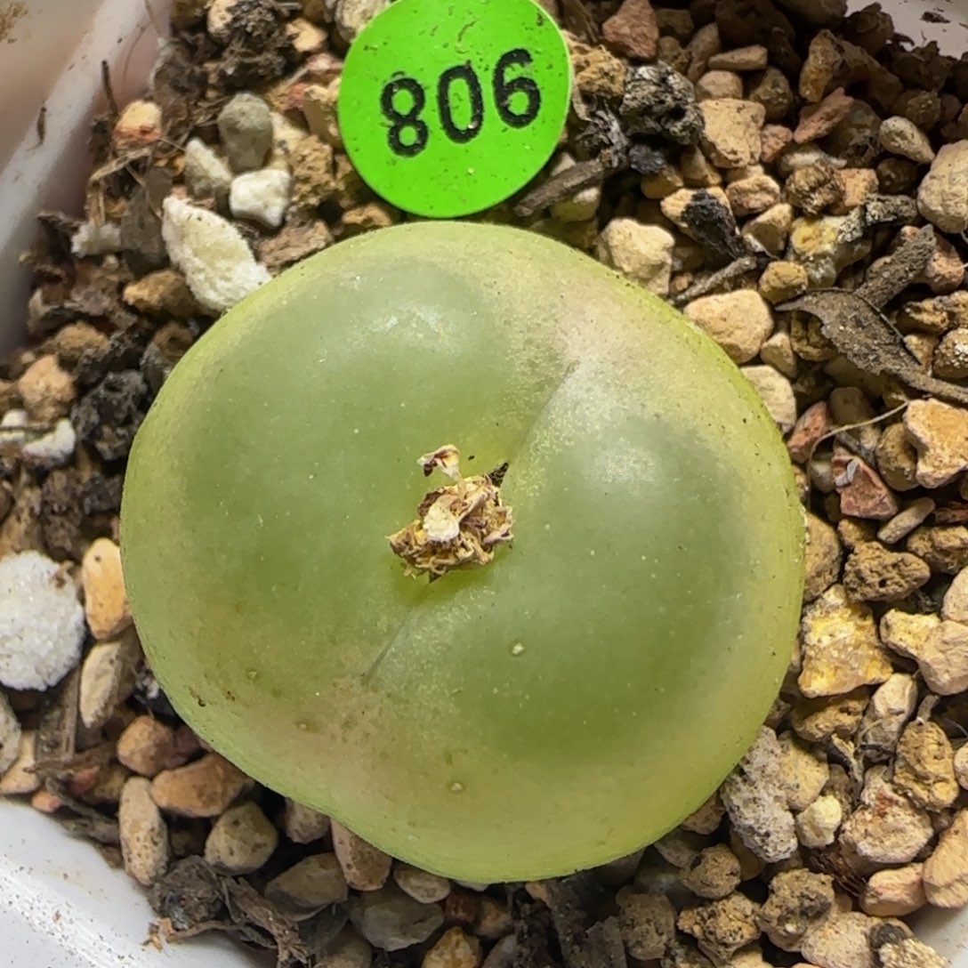 拉登2.6瑕疵多肉植物908