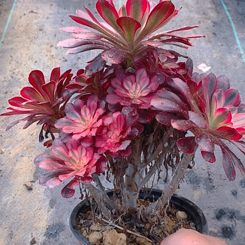 520香奈多肉植物