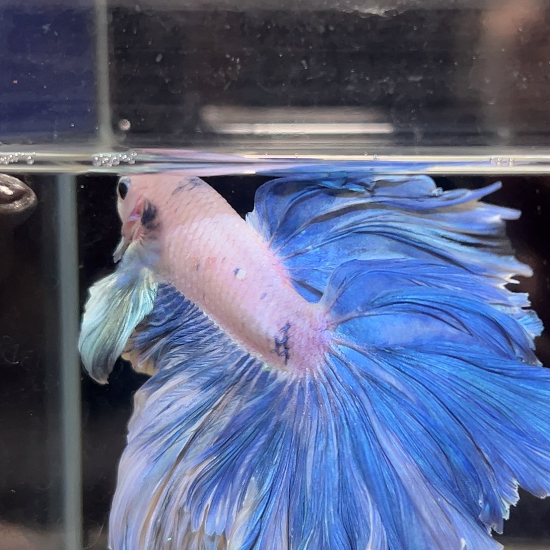 斗鱼6号蓝色妖姬降价出