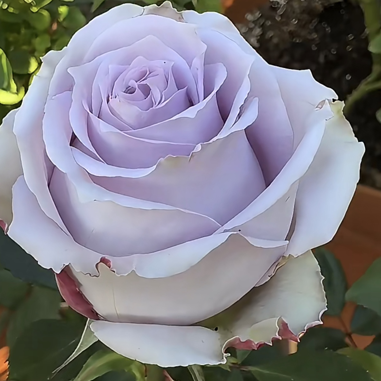 蓝气球月季花根接苗匠人月季玫瑰花四季开花阳台盆栽植物大玫瑰花