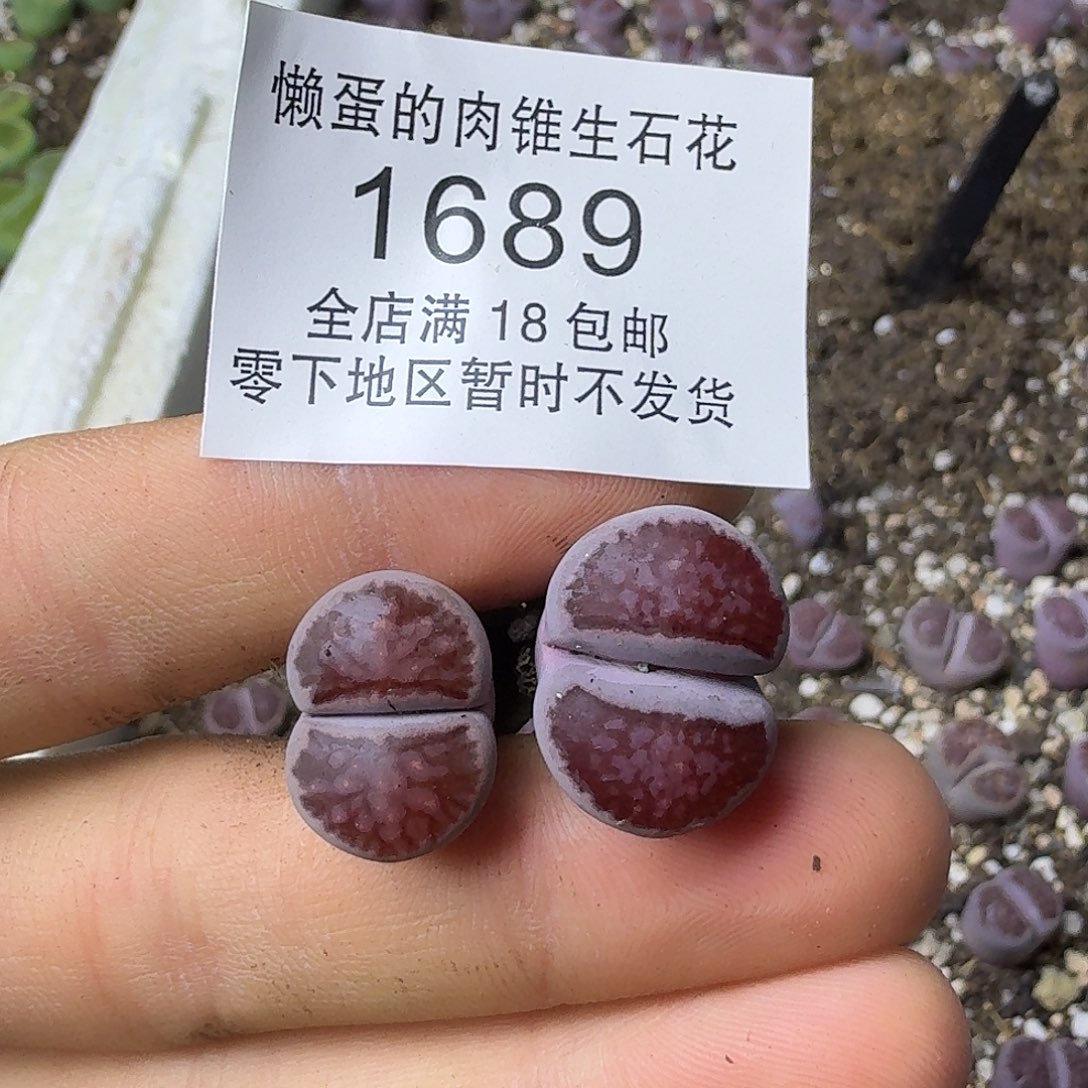 1689 哈哈哈哈哈哈哈哈哈