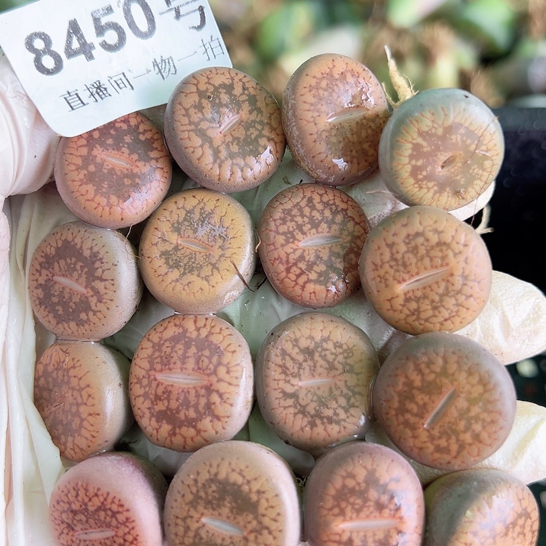 8450 好养易活生石花大母本16个1.5cm左右