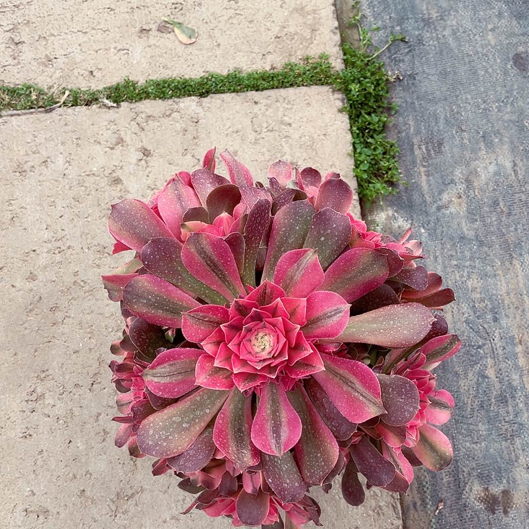 法师多肉植物香妃