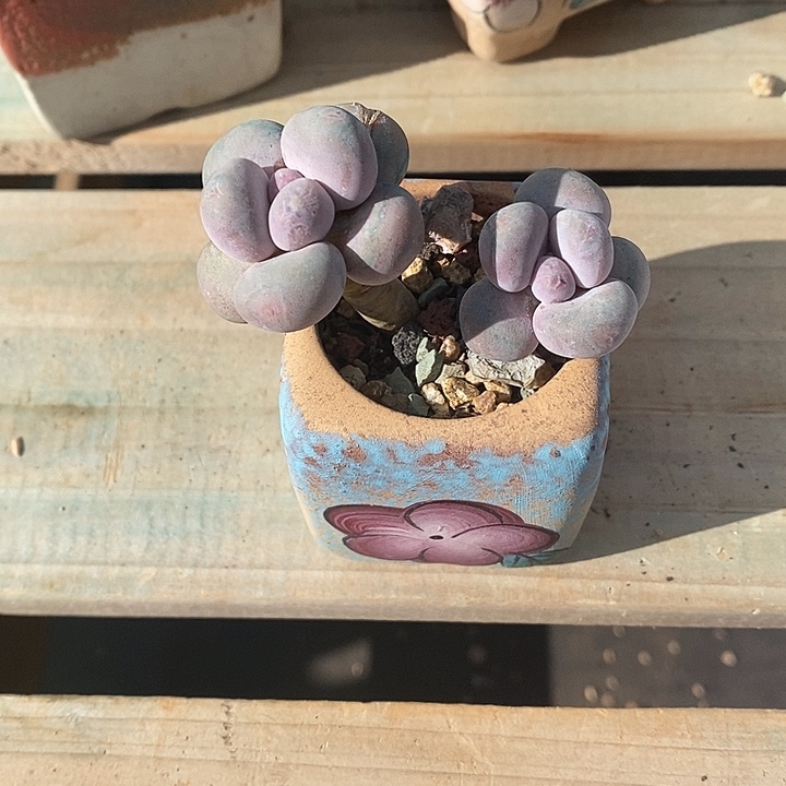 雪***娈胭脂精品多肉  彩虹奶