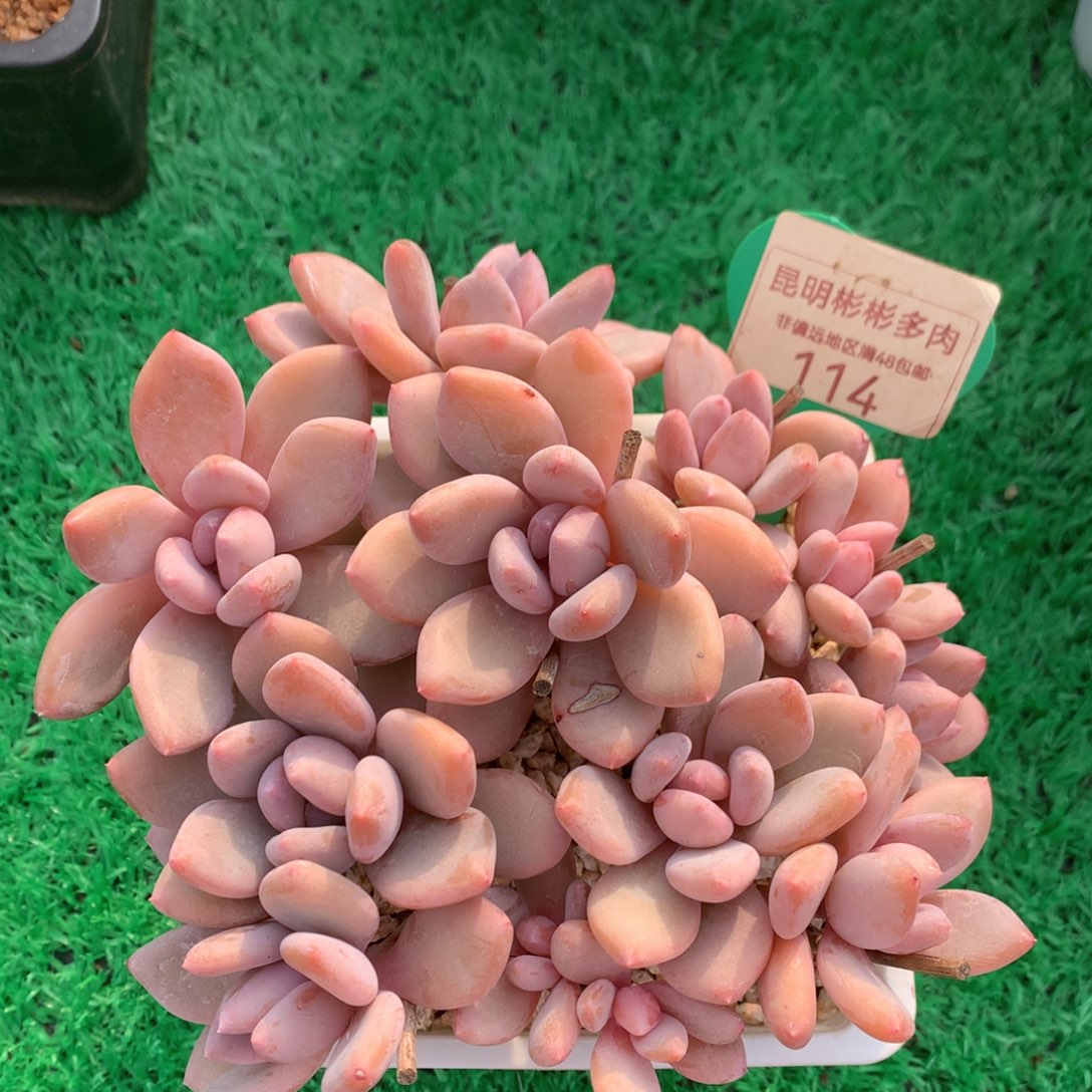 珍舞奶酪无砍平头114