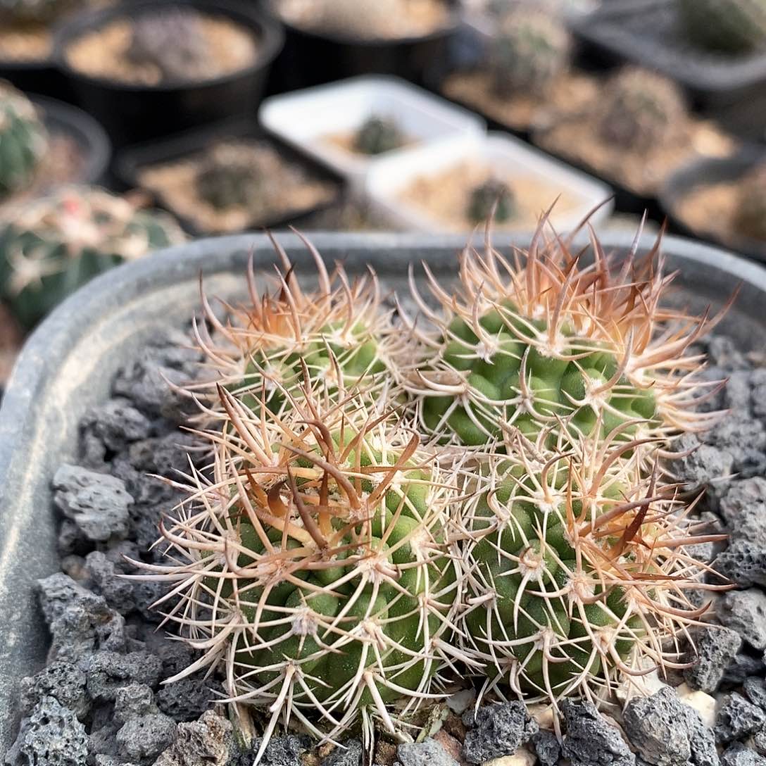 实生4头逆豹丸仙人球