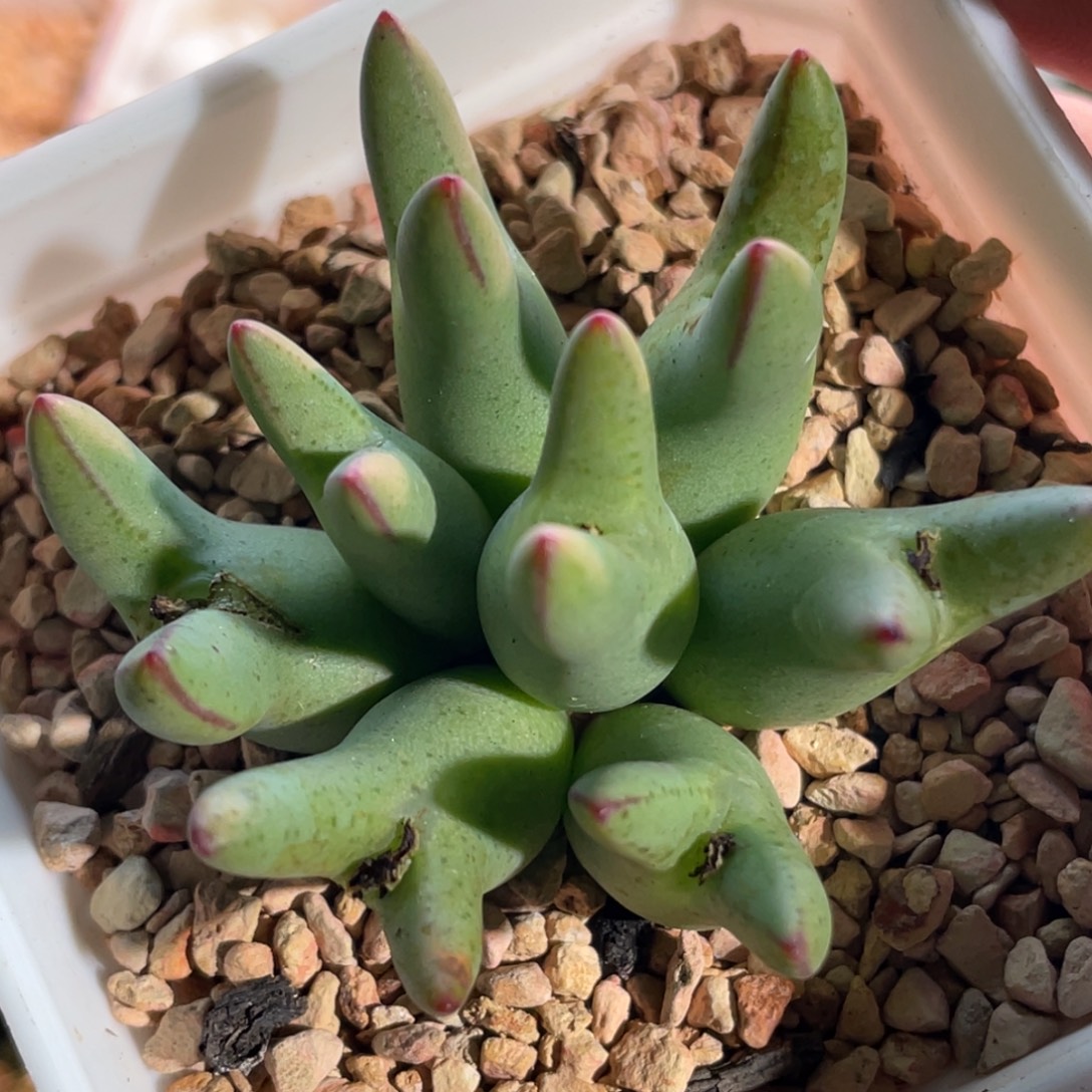 手捧群生皮卡丘植物一物一拍