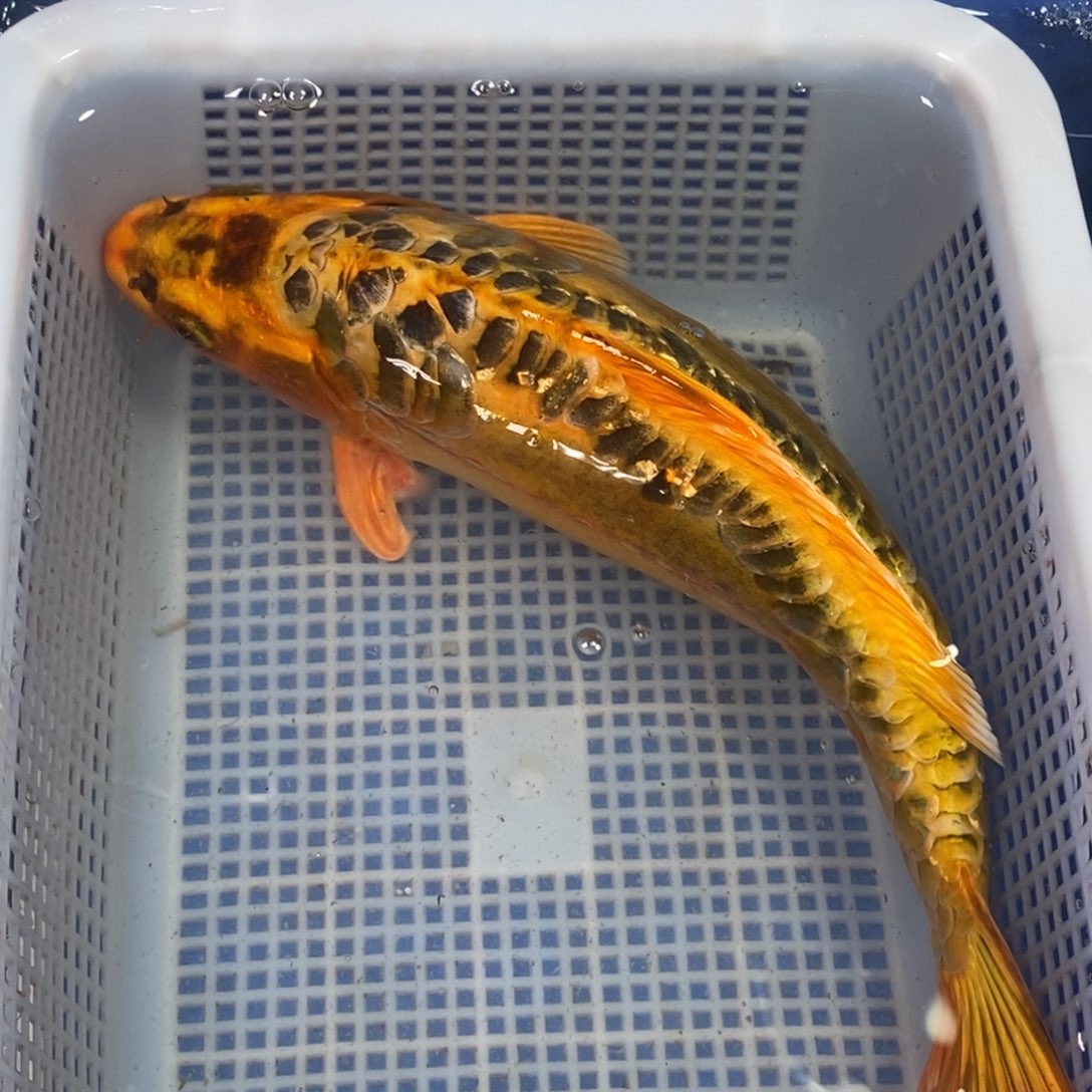 锦鲤冷水锦鲤包邮
