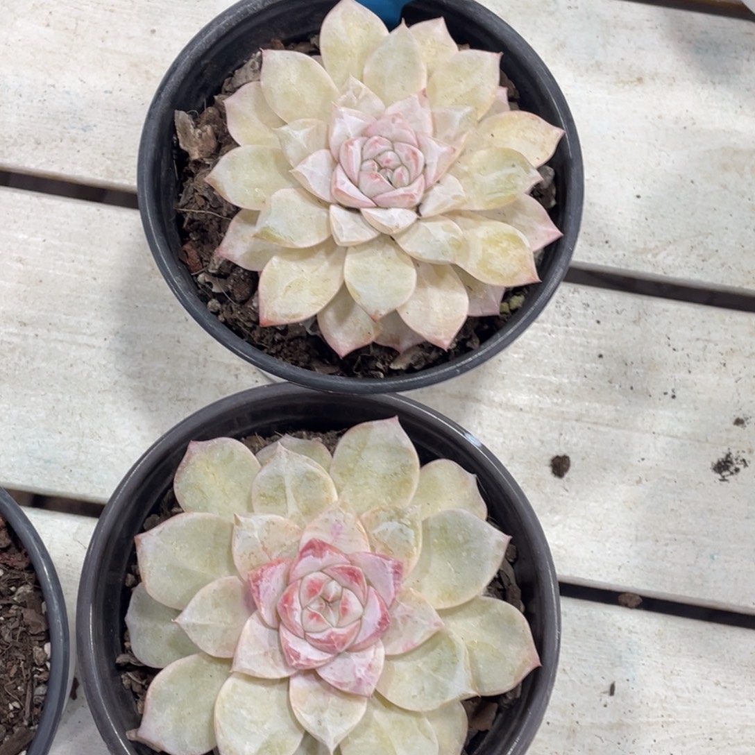 1208-63-粉钻大单头一颗