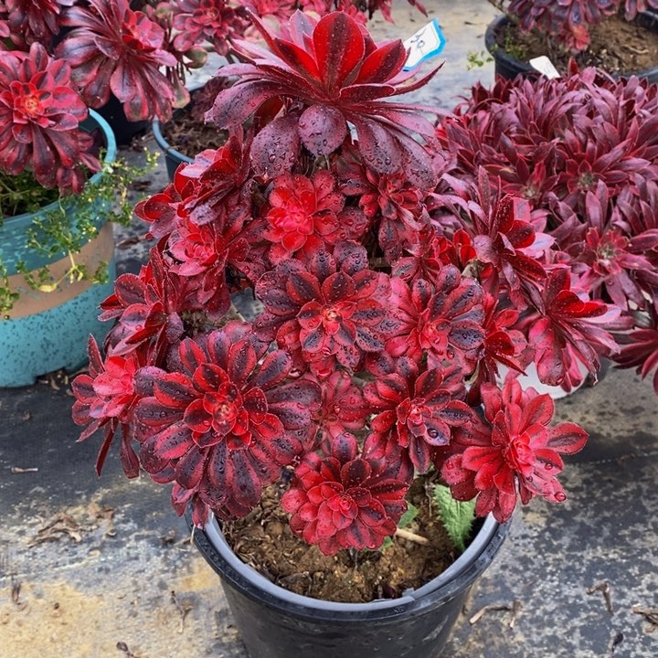 630香奶奶多肉法师