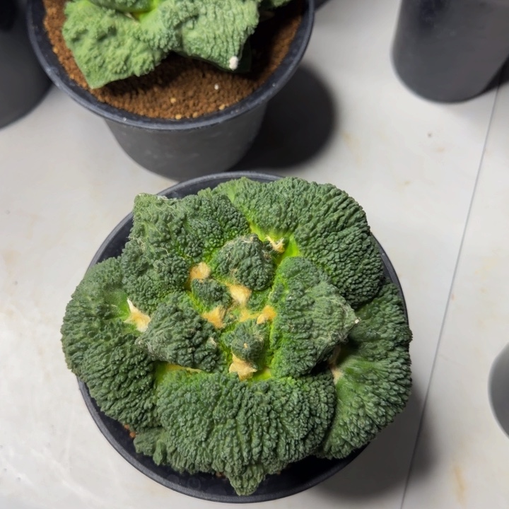 巴索早期作品哥斯拉怒涛