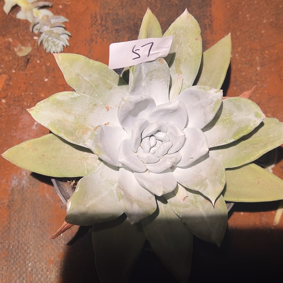 C*～3代杂交仙女杯多肉。