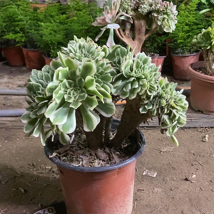 406迈巴赫老庄缀化老板子
