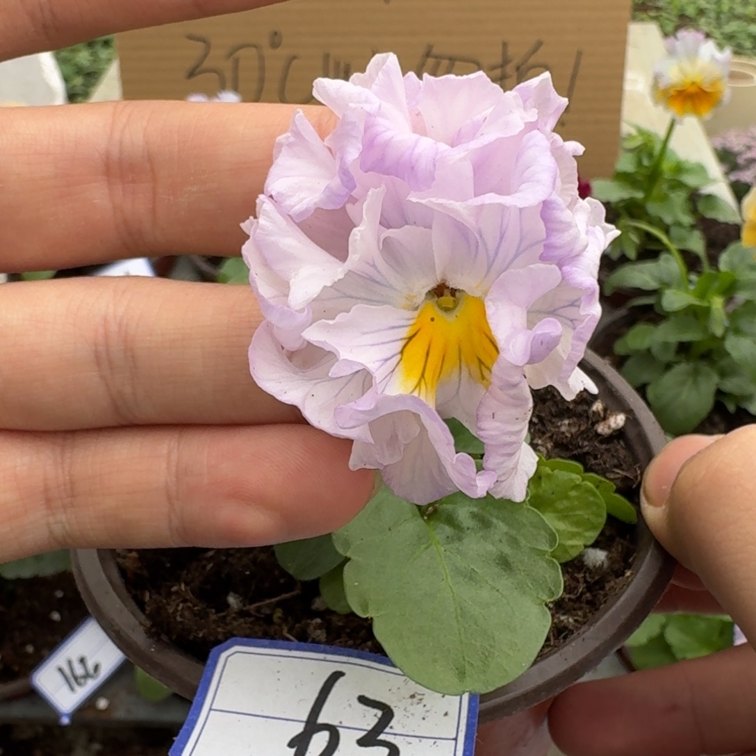 完全开放皱边角堇63