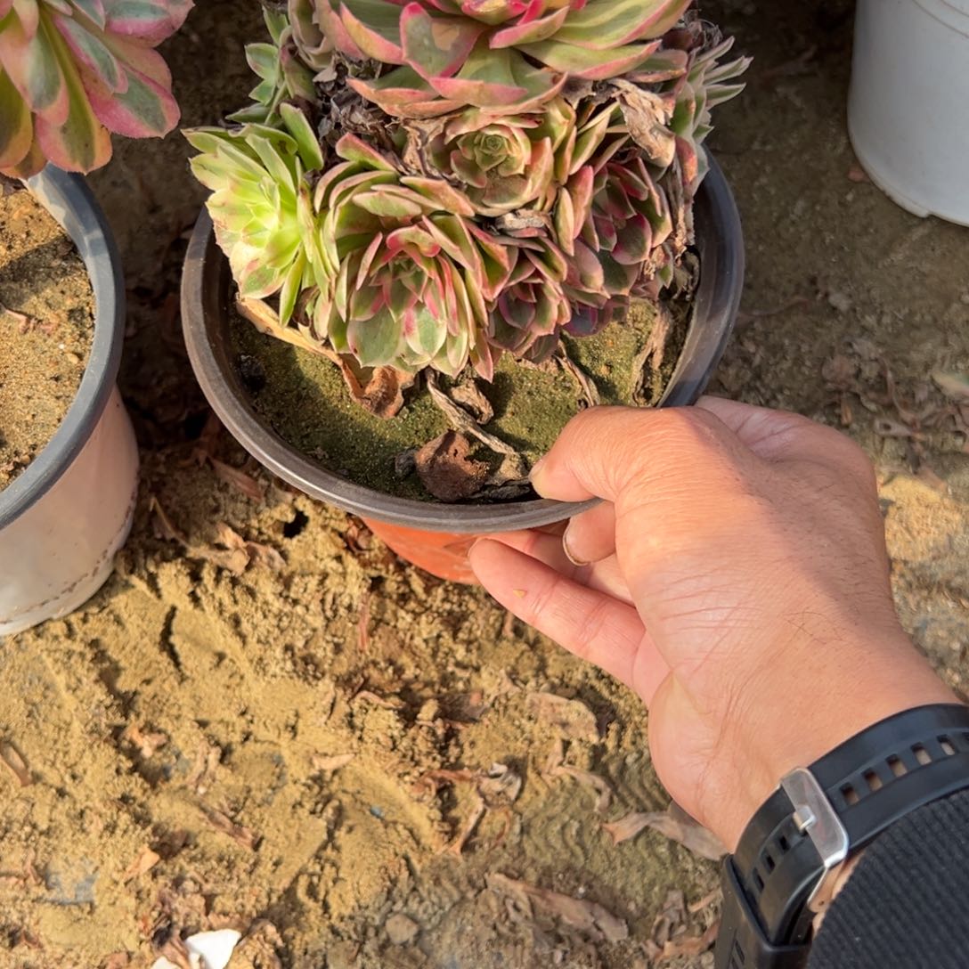 暖***云37半糖多肉植物法师多肉