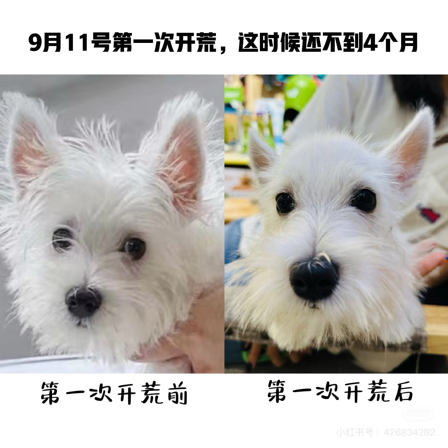 西高地，不懂得去了解了哦