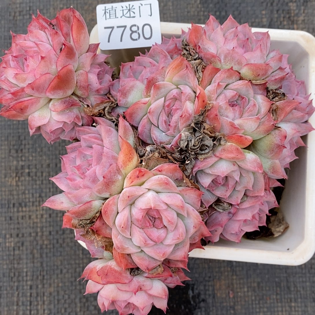 紫***月杂交精品多肉7780~13厘米