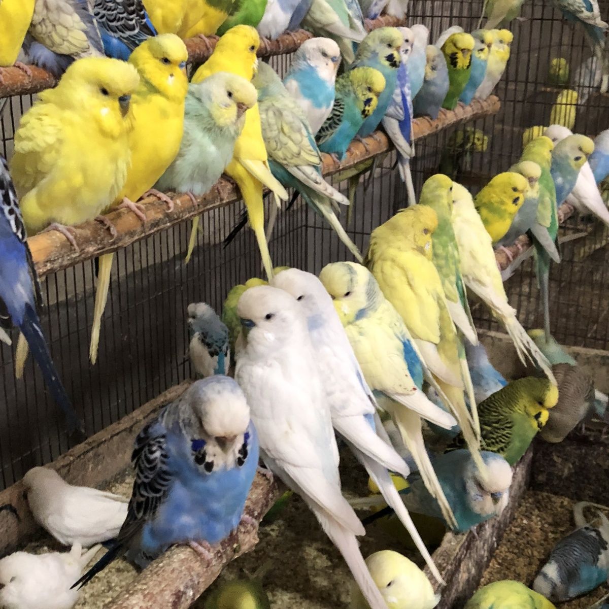 纯种大头虎皮鹦鹉多色圆润大头种鸟青年现场挑选福利包邮包活到家