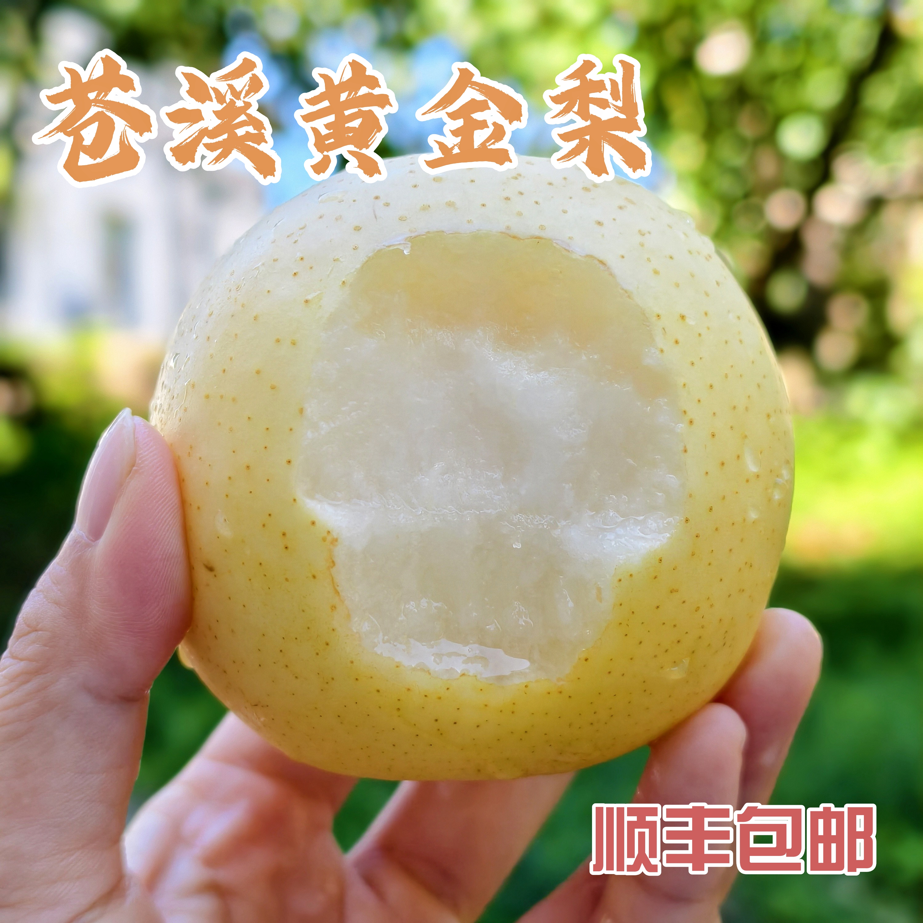 【猪哼哼】正宗四川苍溪黄金梨脆甜多汁产地直发顺丰包邮
