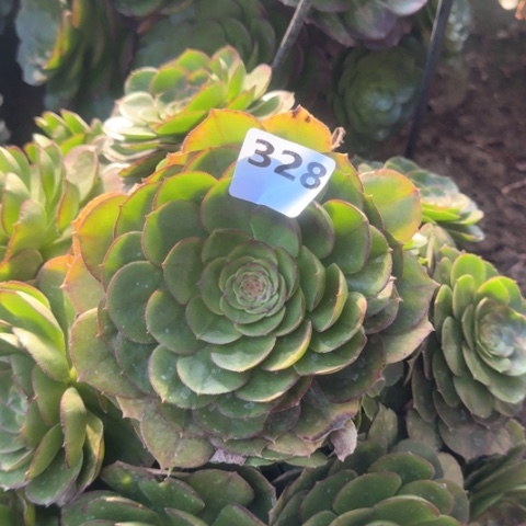 法师万圣节18-24