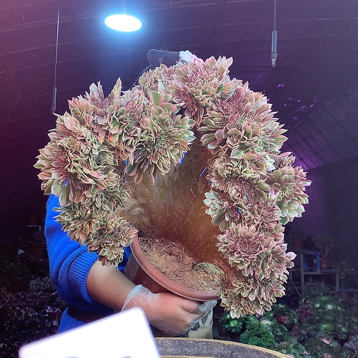 柒柒精品多肉脱土发货不包断侧枝S870