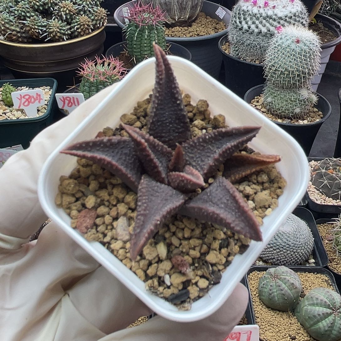 实生黑王寿仙人球多肉