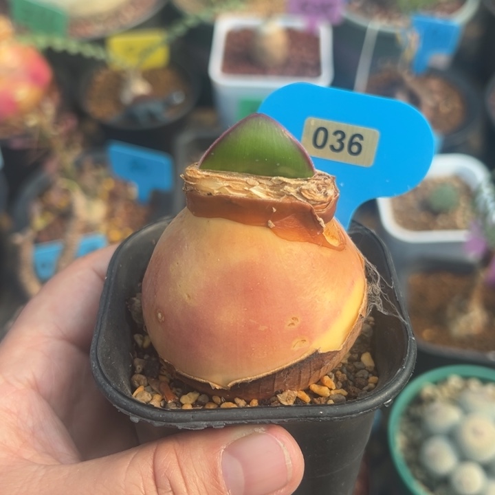 红边灯台百合多肉植物