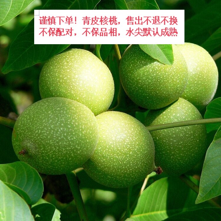 文玩核桃青果带皮（赫）