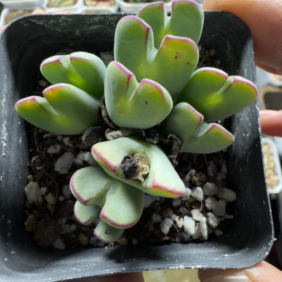 3155。少将一群带盆土