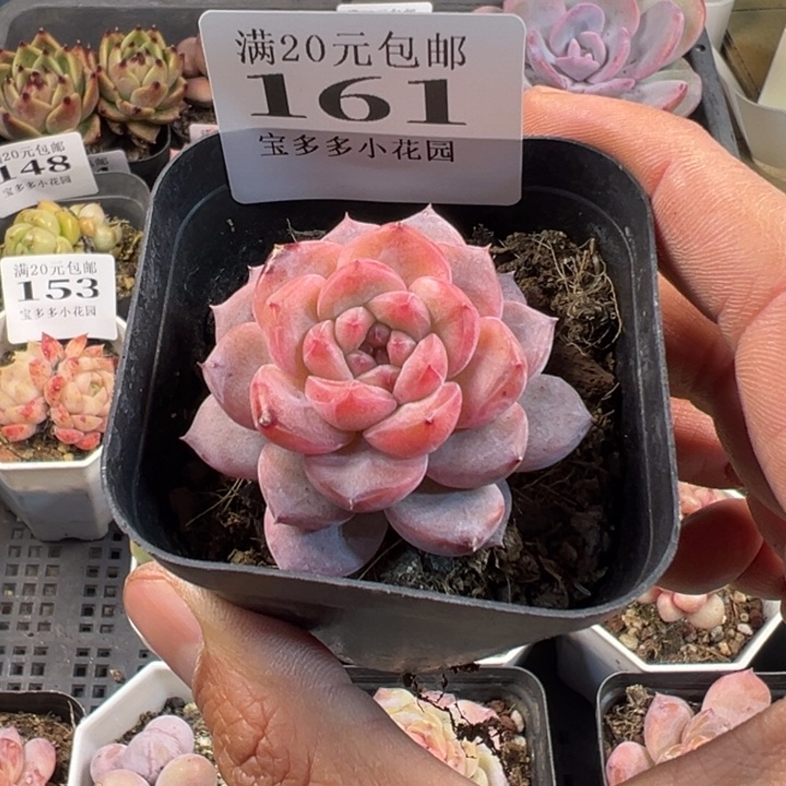 糖心多肉一物一拍满20包邮