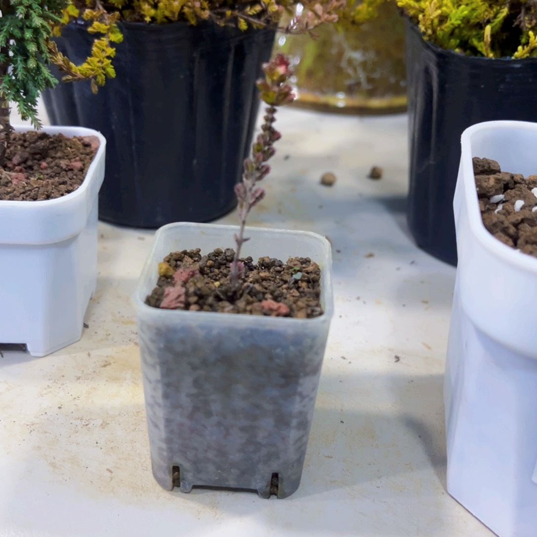 无花朵四方柏…………