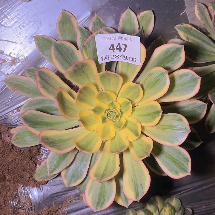 447黄金灿烂多肉植物