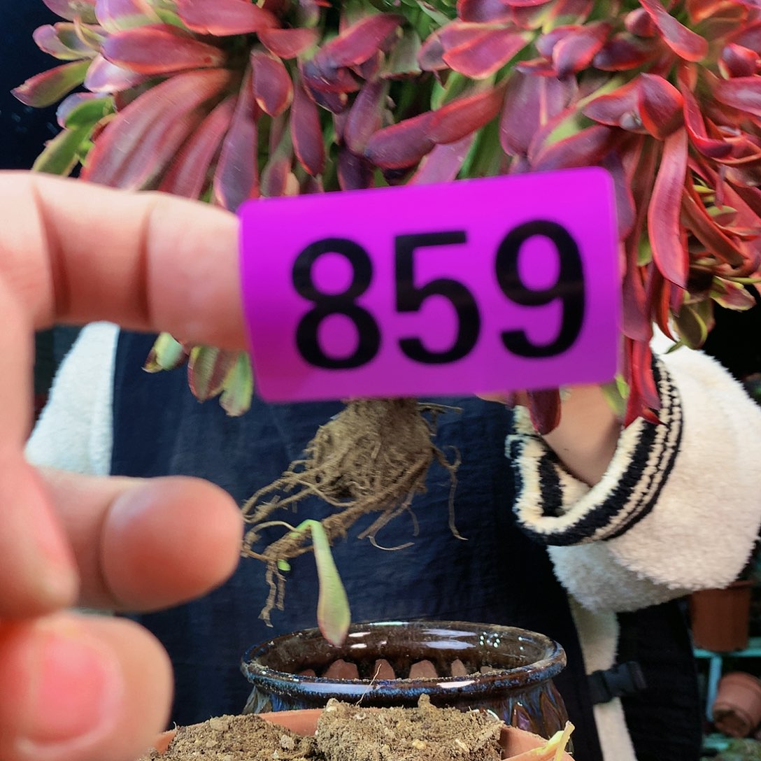 Bbggfddddddddds859