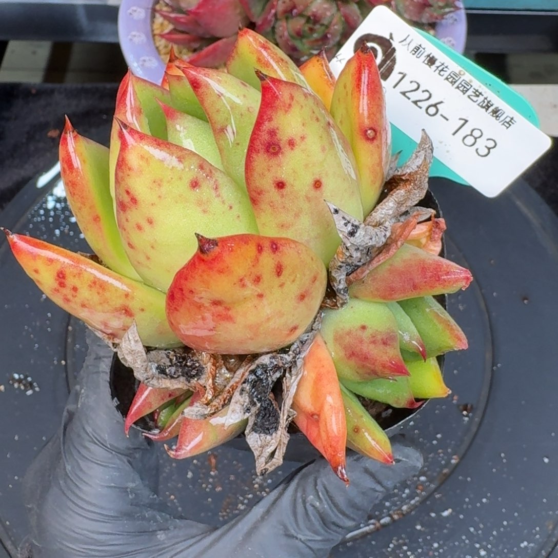 从前慢多肉精选编号1226.183