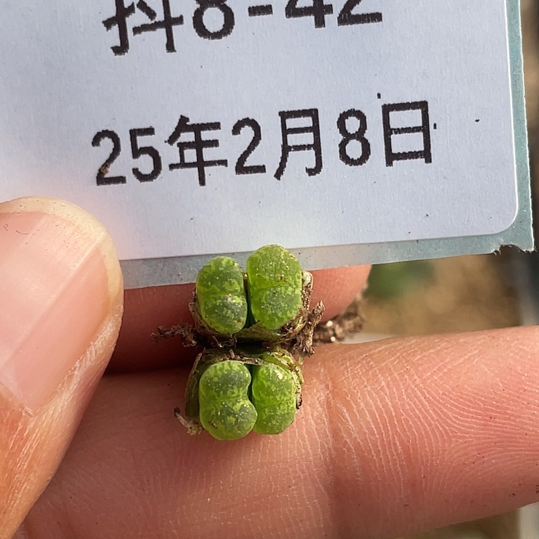 8-42勋章多肉植物