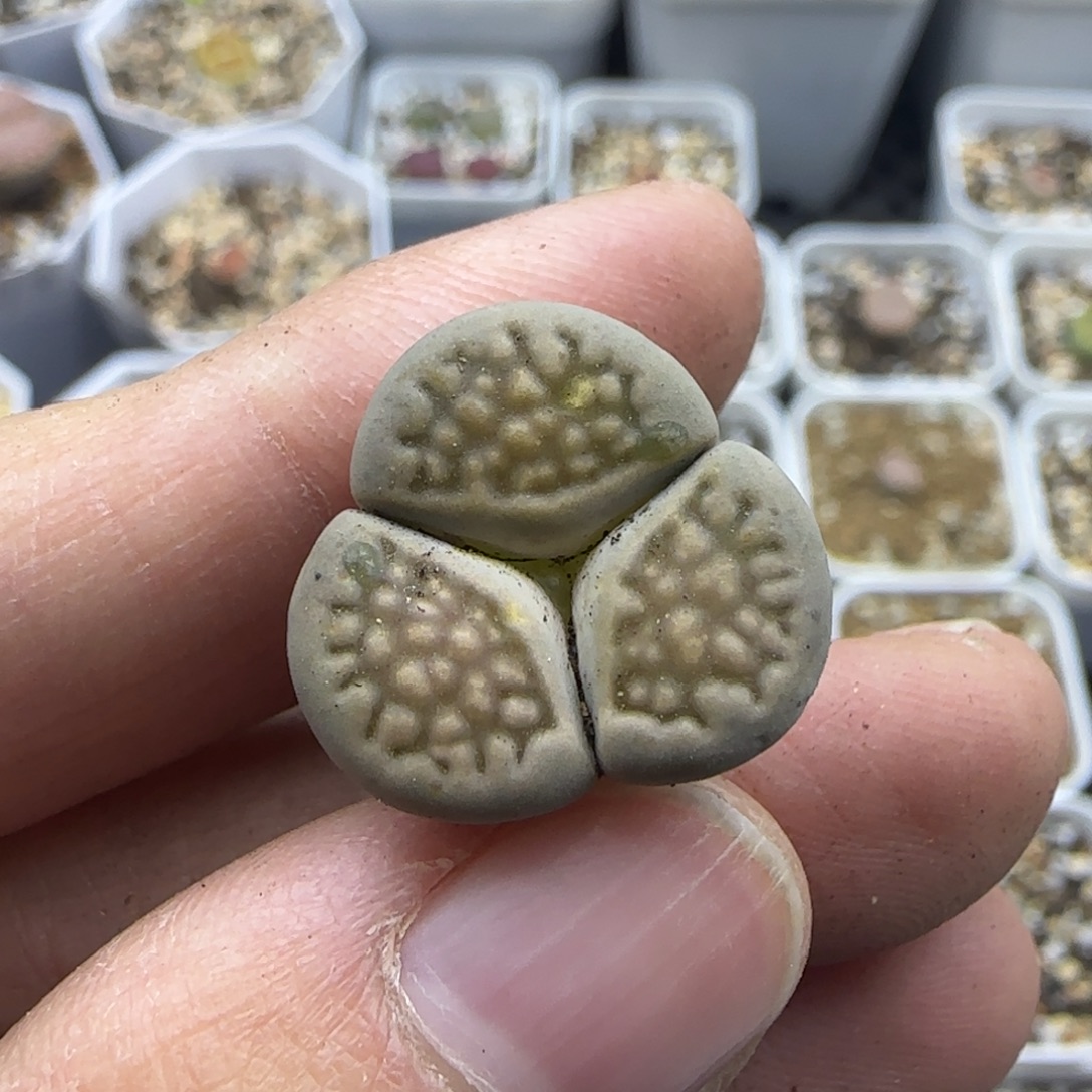 498 清框福利30包邮