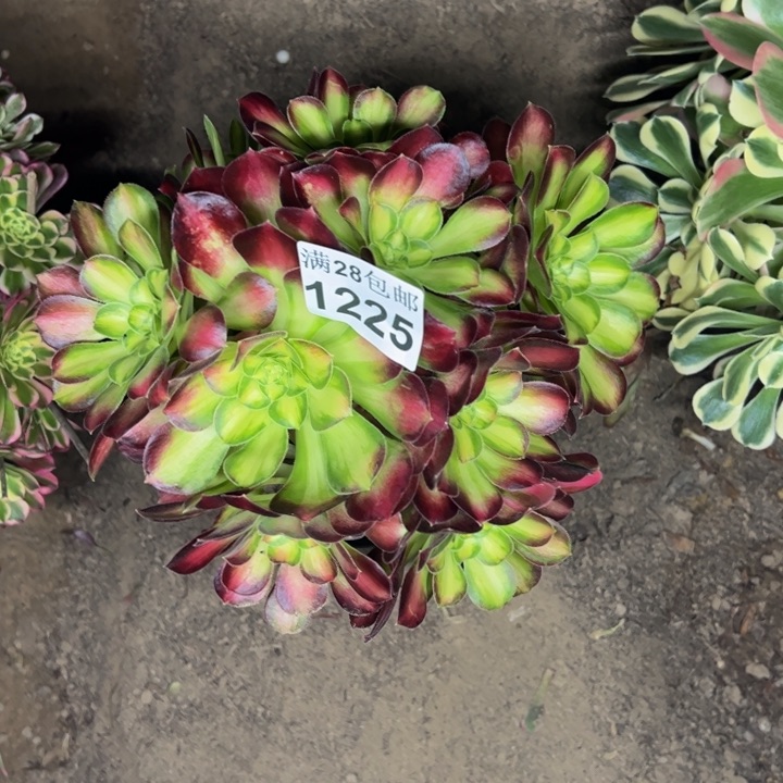 1225南韶华多肉植物
