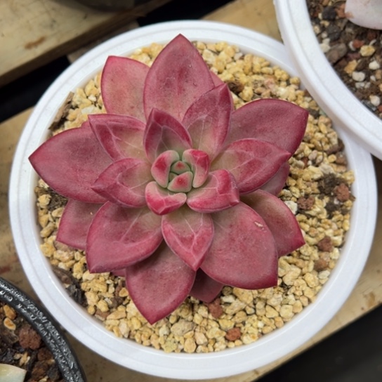 赫菲斯托 夏鸣园艺