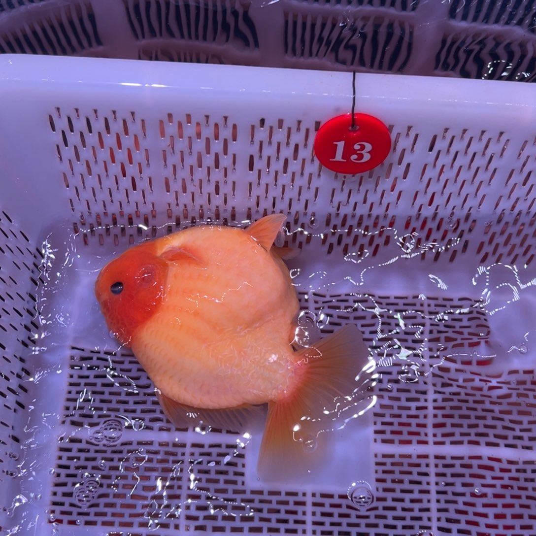 一***人金鱼你好吗我好想你啊