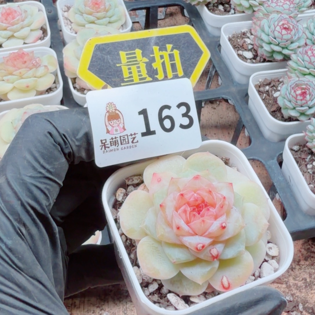 多肉植物多肉植物