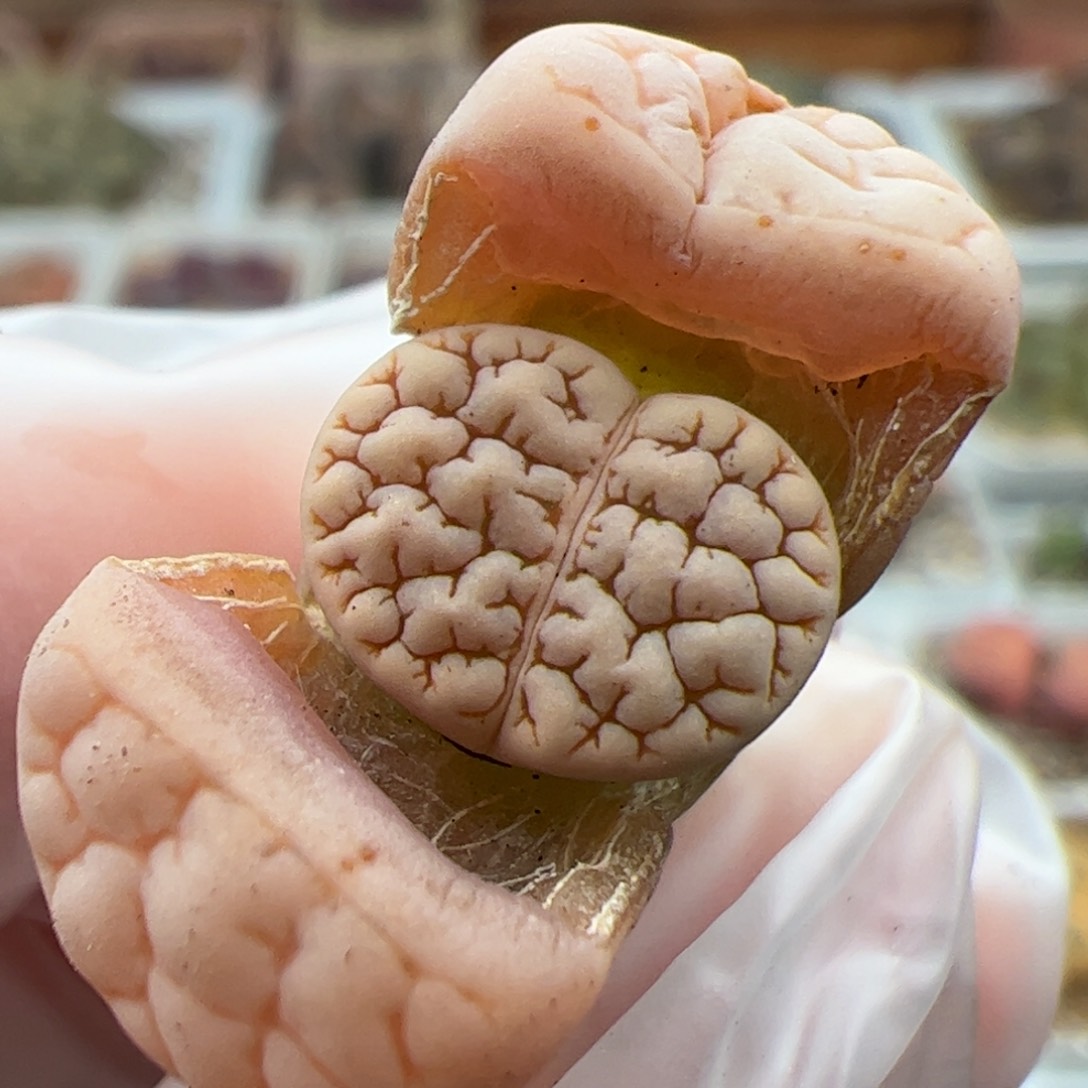 0499号189多肉植物