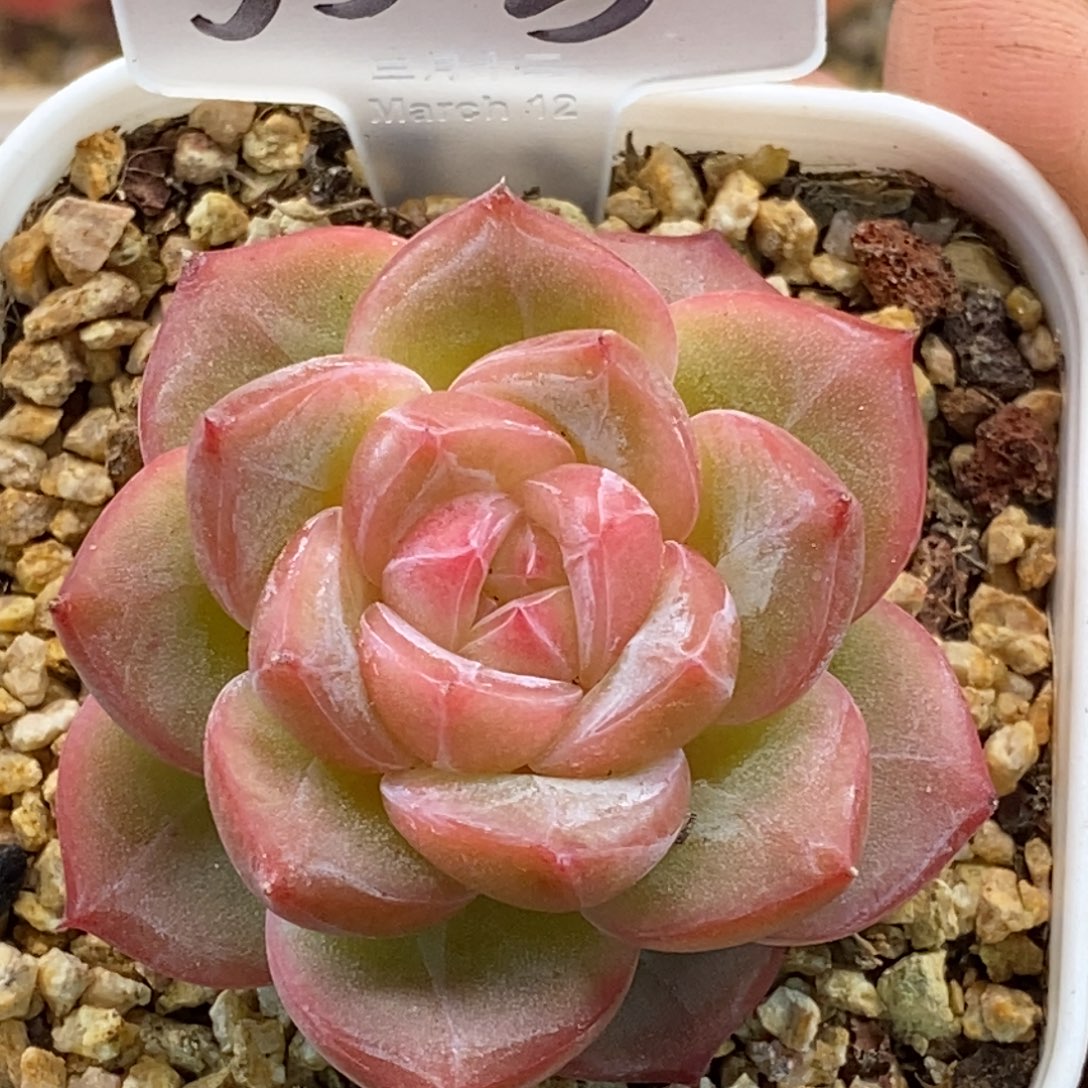 天官赐福百无禁忌