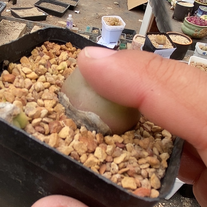 23554吕氏母本一颗