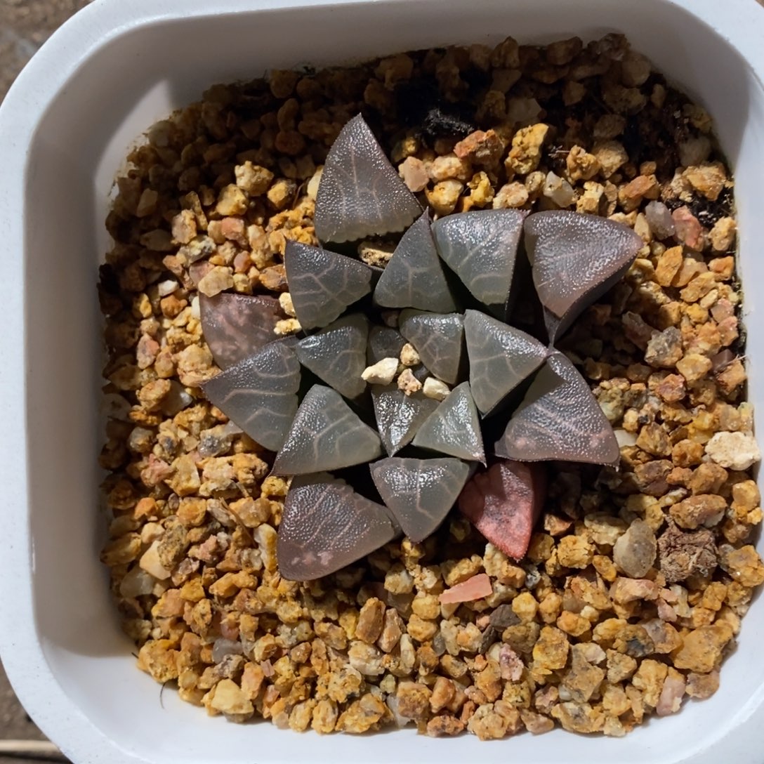 浅***21249 一颗福利。    