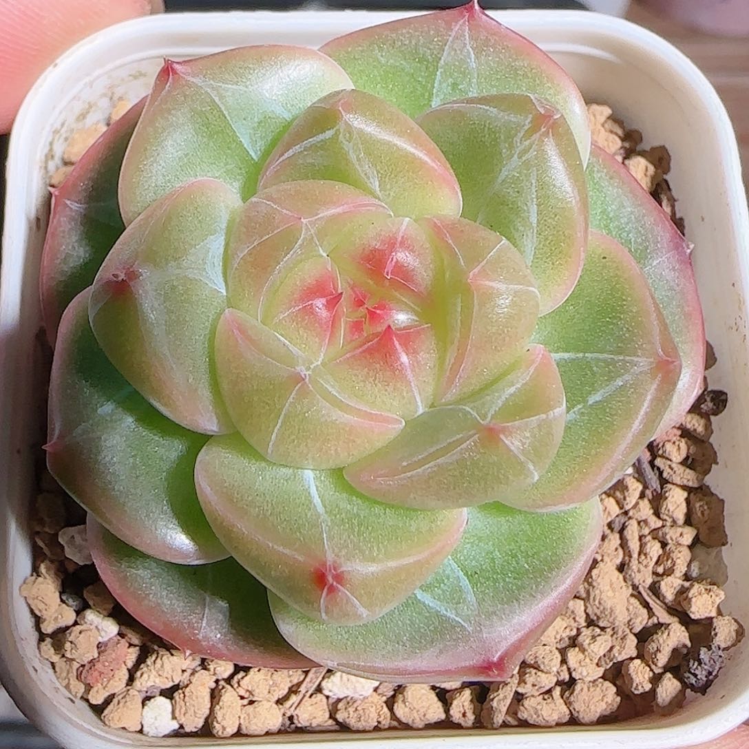 多肉1102--25珍妮